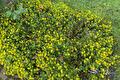 Sanvitalia met kleine gele bloemetjes tussen groen blad