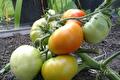 Tros tomaten die van groen naar oranje kleuren