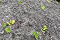 Jonge pastinaakplantjes in lichte moestuinaarde