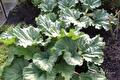 Rabarberplant met grote gekrulde bladeren naast de moestuinaarde