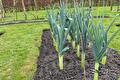 Rij preiplanten in een moestuinbed met gras ernaast