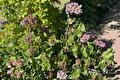 Hortensia met verkleurde roze bloemen langs het tuinpad