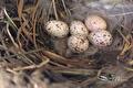 Vijf gespikkelde eitjes in een nest bekleed met gras en veren