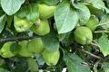 Tros groene appels tussen bladeren aan een appelboom