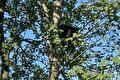 Houten nestkast hoog in een boom tussen groene bladeren