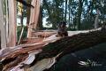 Teckel zit op een door de storm afgebroken boomstam