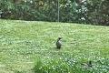 Groene specht op een grasveld met madeliefjes