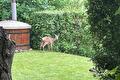 Ree op het gazon naast een houten hottub en hoge heg