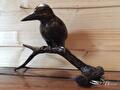 Bronzen ijsvogel zittend op een tak