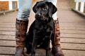 Zwarte labrador tussen benen in bruine leren laarzen op een steiger
