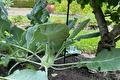 Koolrabiplant met grote bladeren in de moestuin