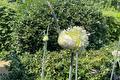 Witte bloeibol van prei op een lange stengel in de tuin