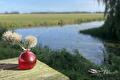 Rode vaas met uitgebloeide allium op een steiger aan het water