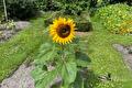Bloeiende gele zonnebloem tussen het groen van de tuin