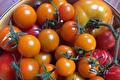 Schaal met oranje cherrytomaten en rode tomaten aan de tros