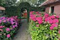 Roze en paarse hortensia's langs een pad naar een poort in de haag
