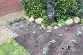 Uitgeplante tuinboonplantjes in een bed met keien en bakstenen muur