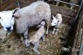 Schaap met twee lammetjes in een stal met stro