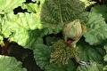 Bloemknop van rabarber tussen grote groene rabarberbladeren