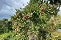 Appelboom vol rode appels onder een bewolkte lucht