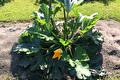 Courgetteplant met grote bladeren en een gele bloem