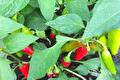 Rode en groene pepers tussen het blad van een peperplant