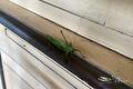 Grote groene sprinkhaan op een witte houten plank