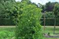 Hoge pastinaakplant met gele schermbloemen in de moestuin