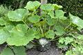 Kalebasplant met grote bladeren en een groene kalebas