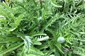 Papaverplant met grijsgroen ingesneden blad en een ronde knop