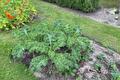 Jonge boerenkool in de moestuin met Oost-Indische kers