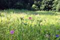 Veld met kleurrijke wilde bloemen en hoog gras