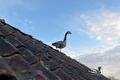 Grauwe gans staat op een pannendak tegen een blauwe lucht