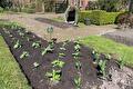 Rijen jonge tuinbonenplanten in donkere aarde, man plant op achtergrond