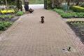Kleine hond zit op een klinkerpad tussen de tuinborders