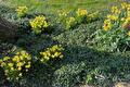 Gele narcissen bloeien tussen klimop en groene bodembedekkers