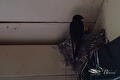 Boerenzwaluw zit op het modderen nest onder een plafondbalk