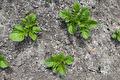 Jonge aardappelplanten die boven de aarde uitkomen