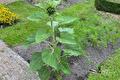 Jonge zonnebloemplant met knop in de moestuin