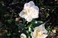 Witte gevulde tulpen in bloei tussen groen blad