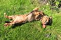 Hond ligt languit op de rug in het gras