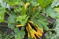 Courgetteplant met gele courgettes en bloemen
