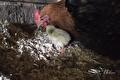 Bruine kip met een wit kuiken op een nest van stro