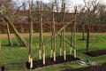 Rijen nieuwe houten bonenstaken in een vers aangelegd moestuinbed