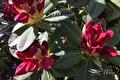 Dieprode rododendronbloemen tussen donkergroene bladeren