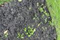 Kleine pastinaakkiemplantjes in donkere moestuinaarde