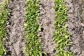 Drie rijen jonge spinazieplanten in kale moestuinaarde