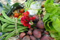 Oogst van sperziebonen, tomaten, aardappels, sla en rode lathyrusbloemen