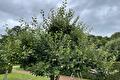 Volle fruitboom met dicht blad voor de zomersnoei