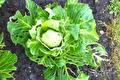 Jonge koolplant met aangevreten bladeren in de moestuin